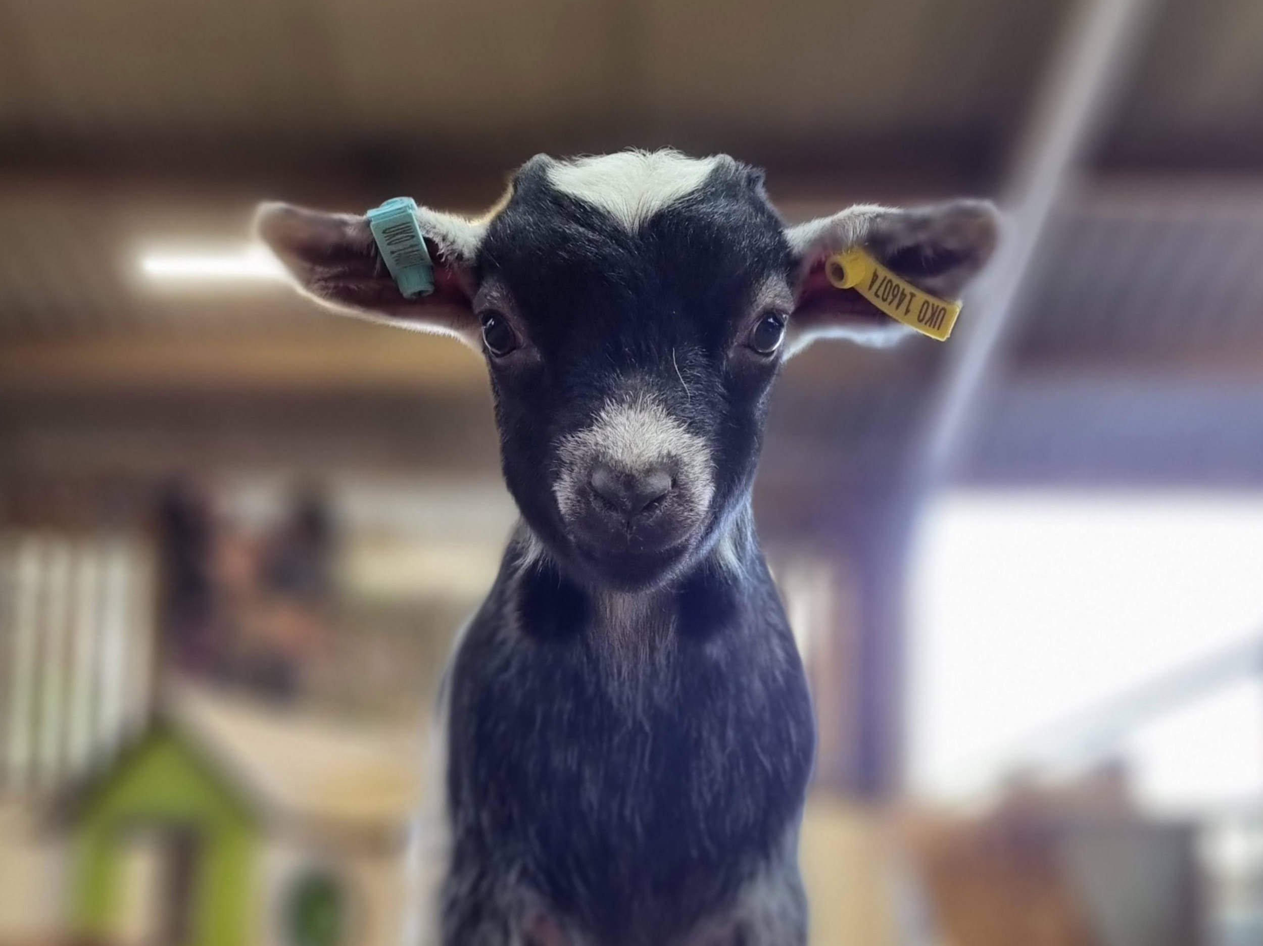 Kid goat staring directly at camera.
